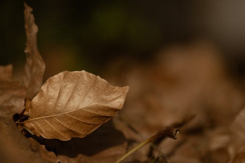 Close Up Shot of a Brown Leaf