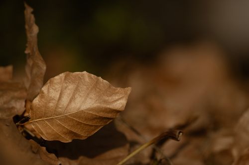 Free Detailed image of a dry brown leaf in a natural setting with shallow focus, capturing the essence of autumn. Stock Photo