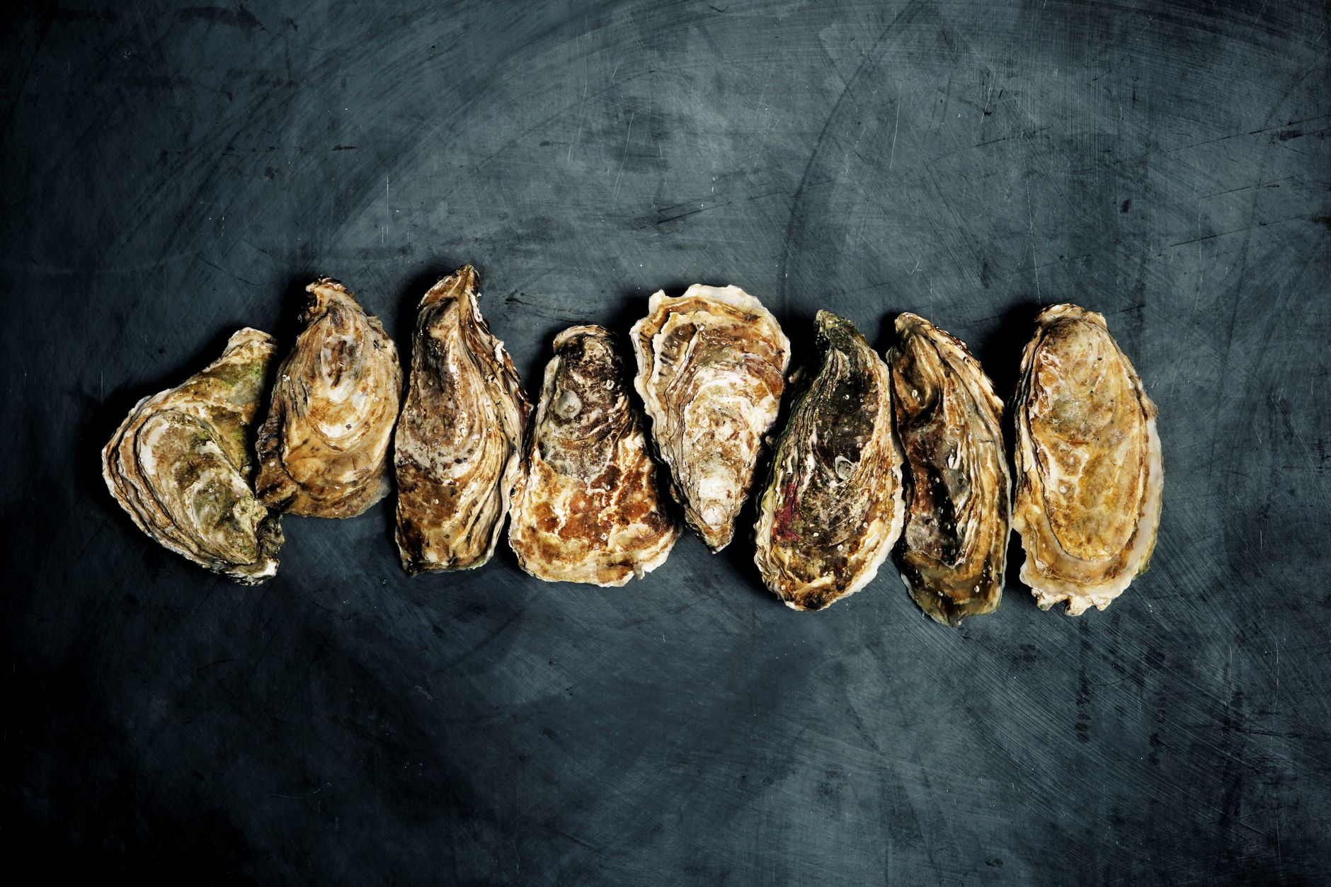 Top view of fresh oysters arranged in a row on a dark rustic surface.