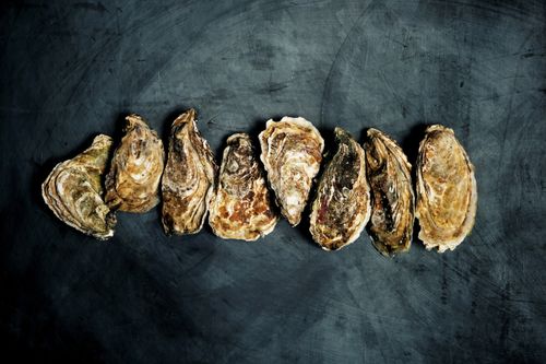 Free Top view of fresh oysters arranged in a row on a dark rustic surface. Stock Photo