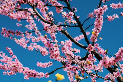 Close-Up Photo of Pink Cherry Blossoms