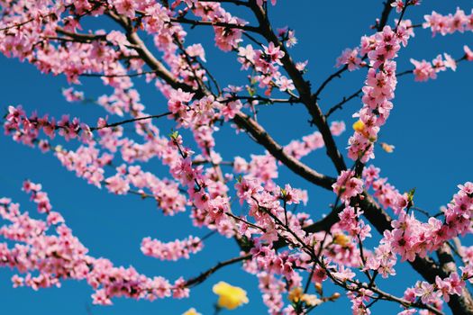 Capture of pink cherry blossoms blooming on branches set against a clear blue sky.