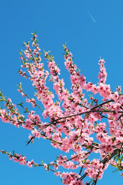 Pink Flowers under Blue Sky