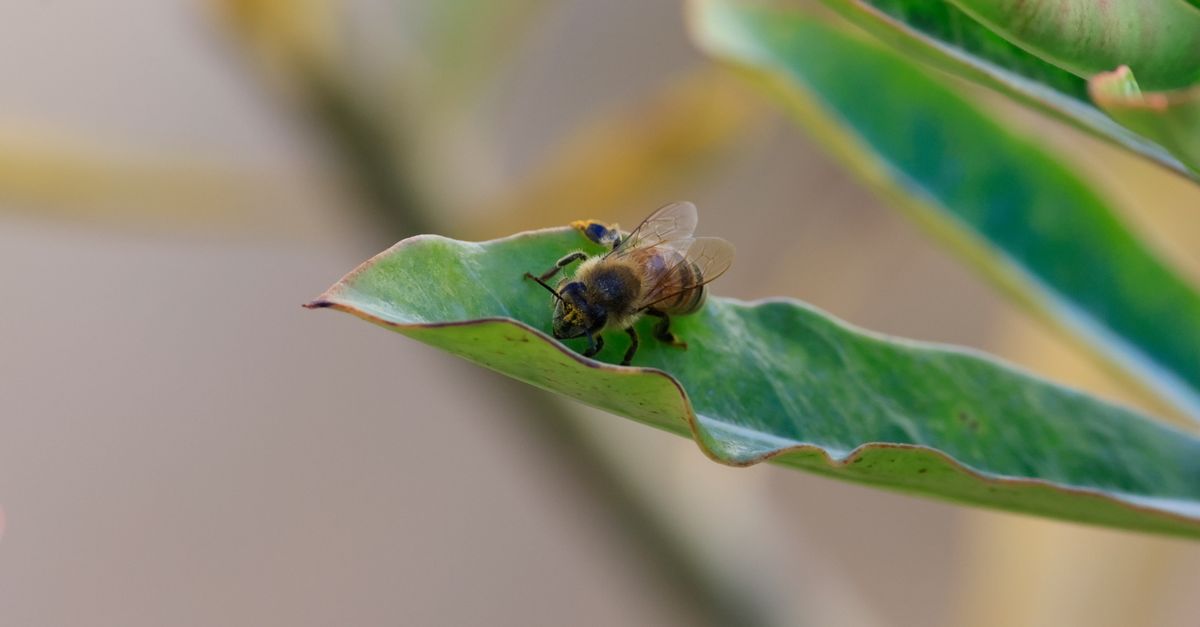 Abeille Jardin : Guide Protection & Conseils