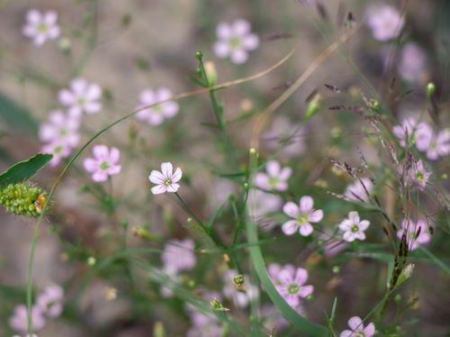 Free Small flowers Stock Photo