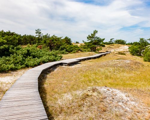 Free Explore the serene wooden boardwalk through sandy dunes and pine trees in Wieck a. Darß, Germany. Stock Photo