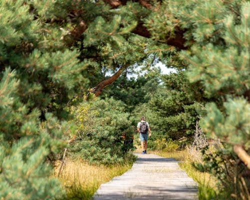 Bohlenweg unter den Tannen