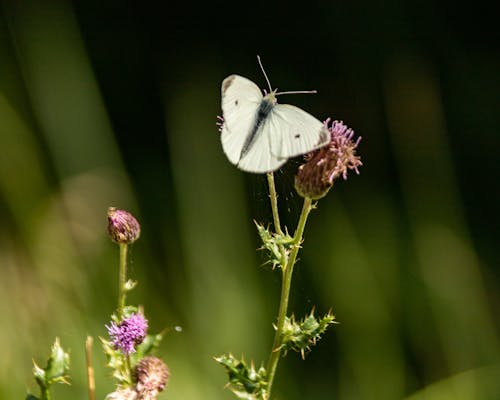 Schmetterling