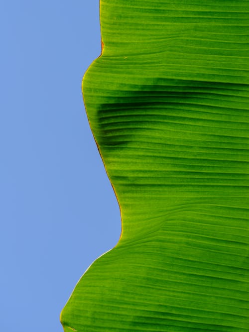 Green Leaf Against Blue Background