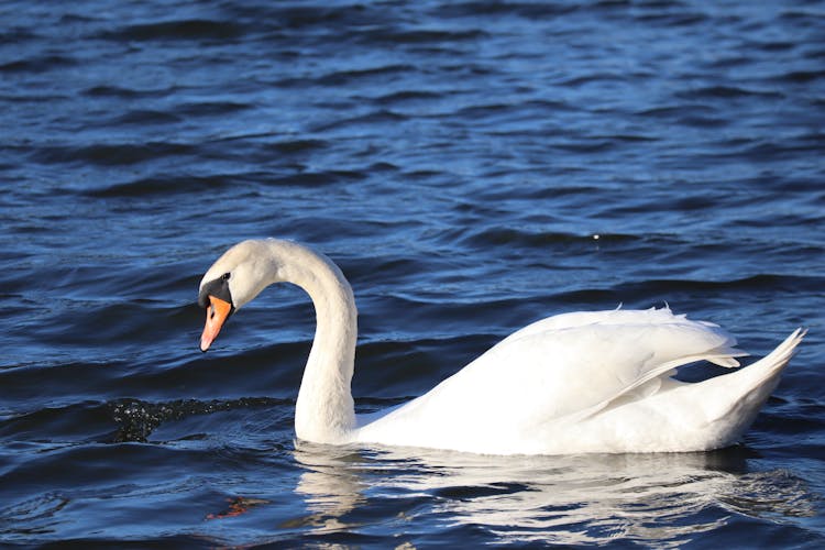 Swan On Water