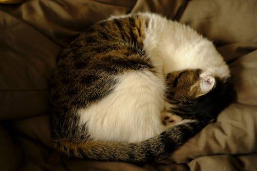 Close-up of a Sleeping Cat 