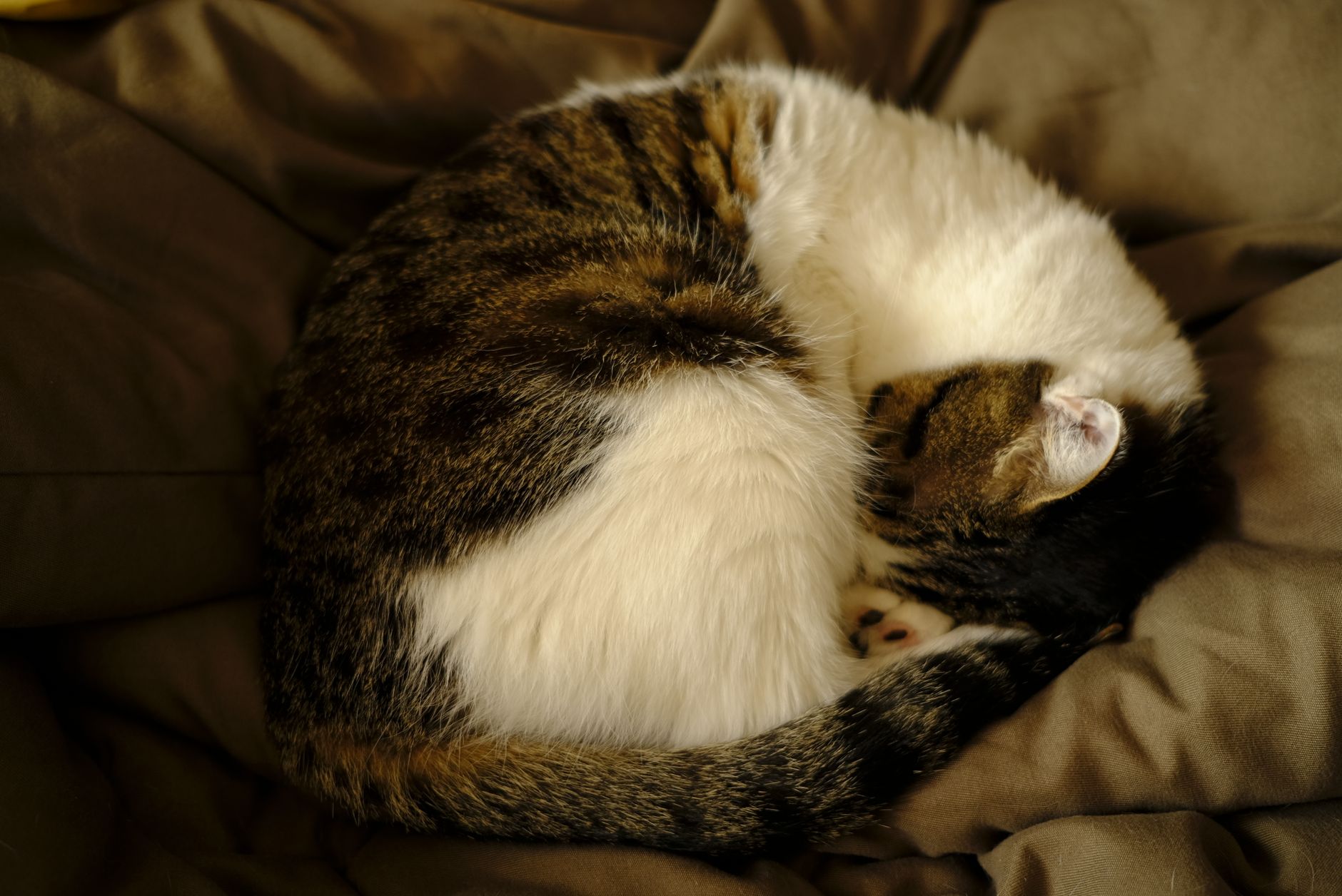 「猫の額」にたとえられる狭さ