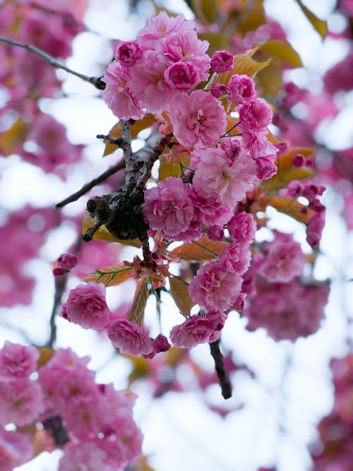 Close-up of a Cherry Tree in Blossom 