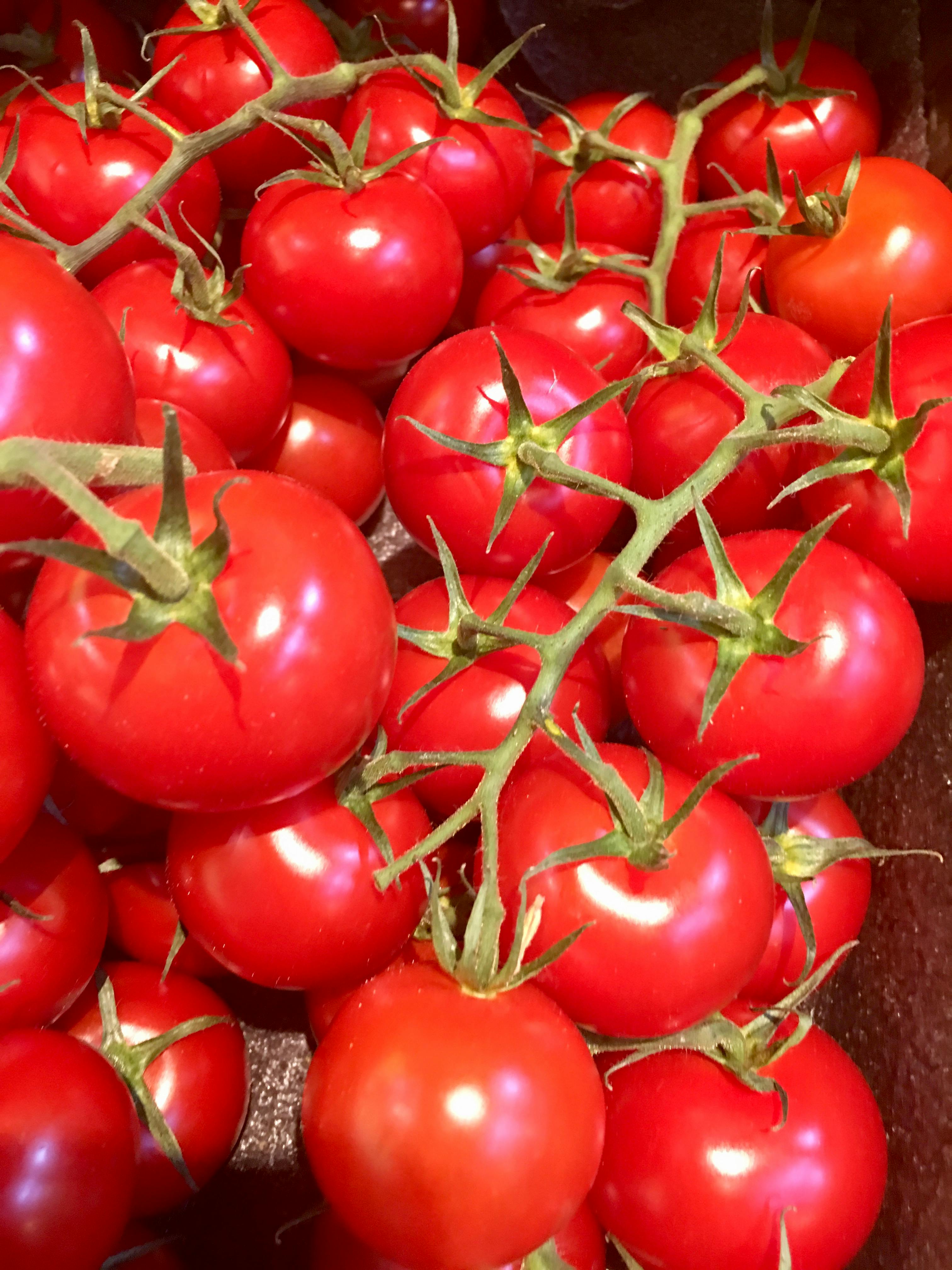 Free stock photo of cherry tomatoes, tomatoes, tomatoes on vine