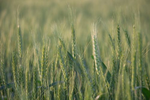 Free Vivid close-up of a lush green wheat field, highlighting fresh growth. Stock Photo