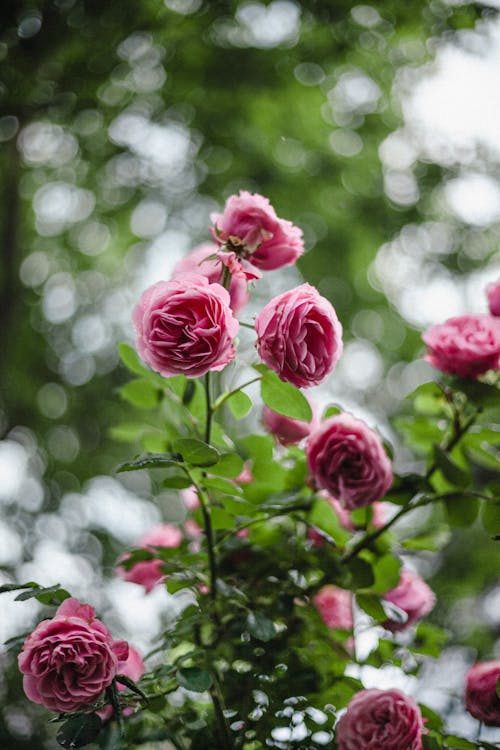 A Pink Flowers in Full Bloom