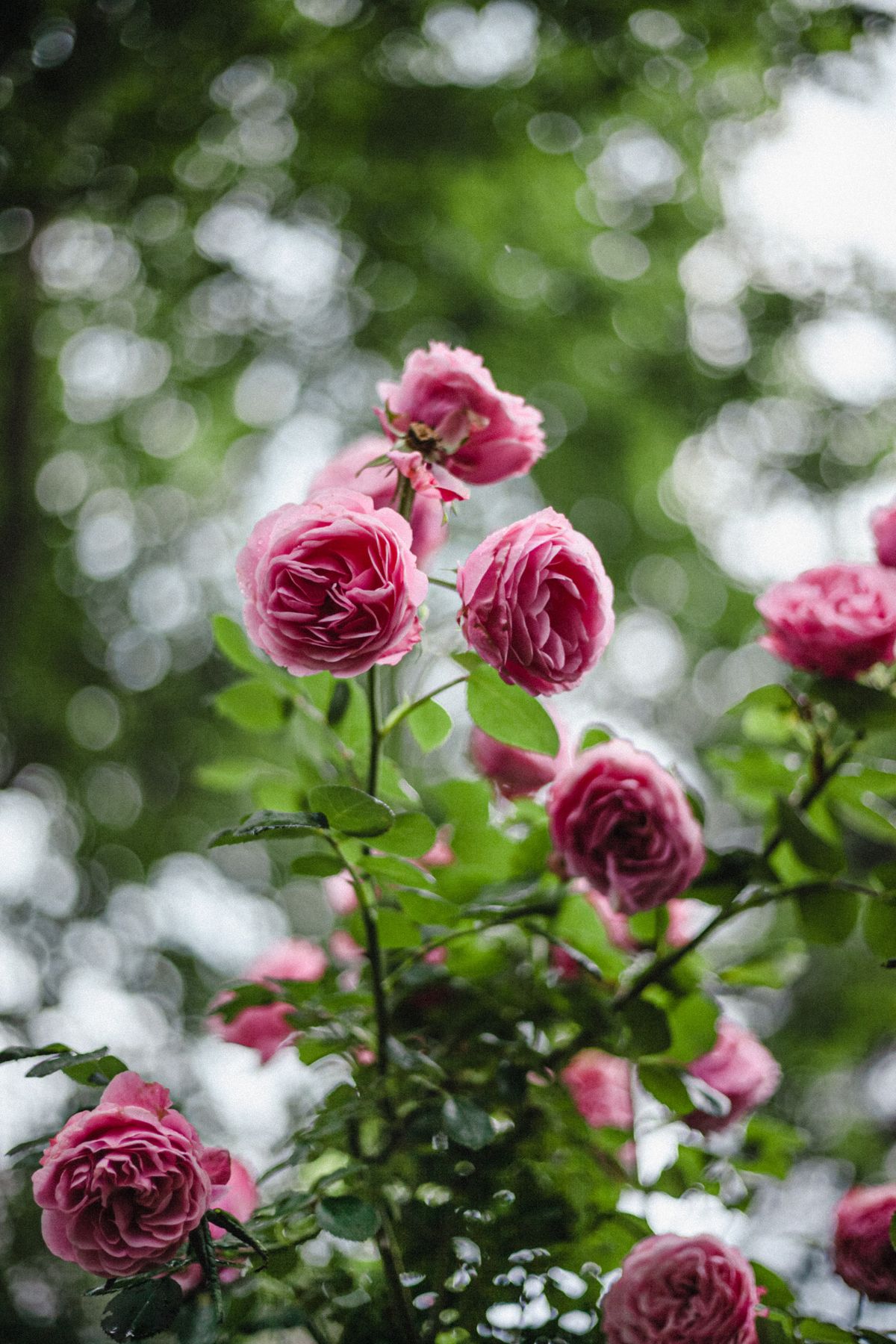 A Pink Rose in Full Bloom · Free Stock Photo