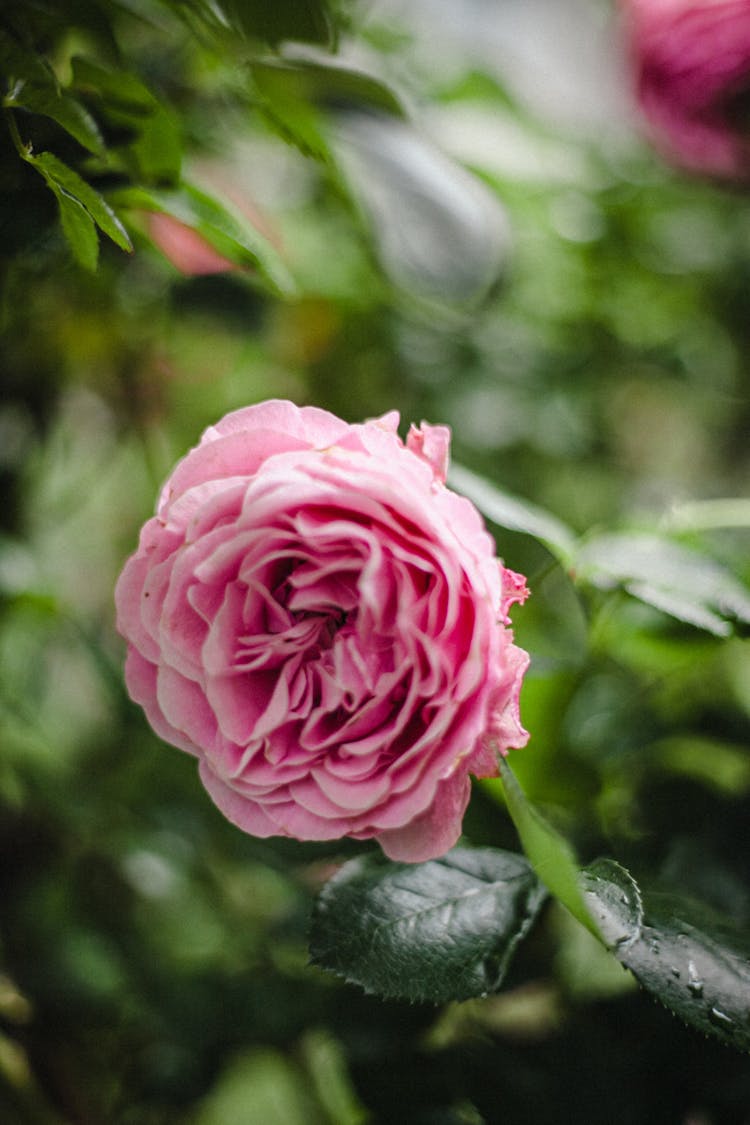 A Pink Rose In Full Bloom