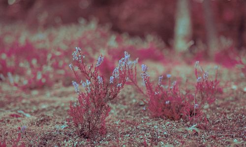 Free Vibrant wildflowers with soft focus create a dreamy natural landscape scene. Stock Photo
