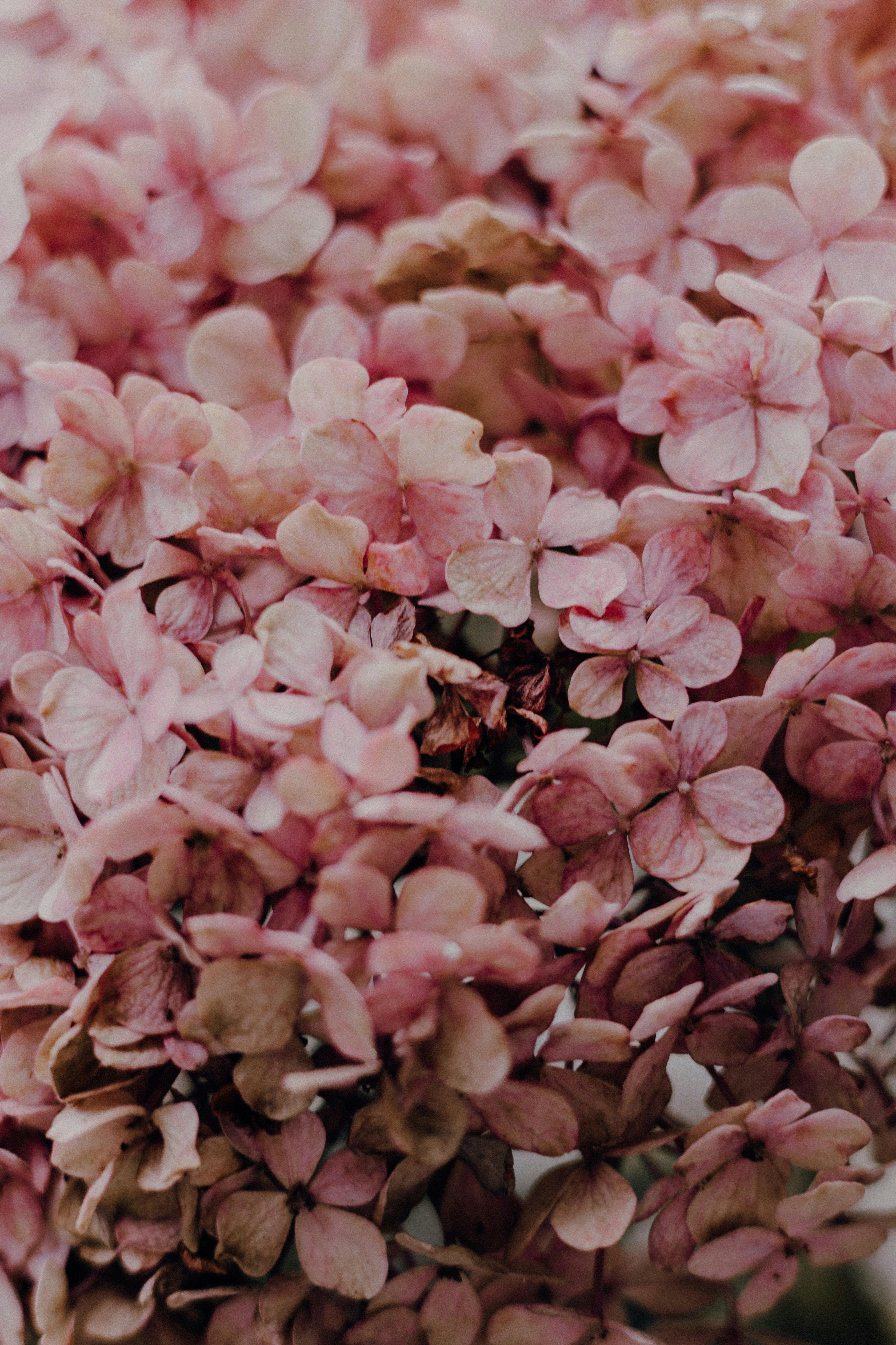 Beautiful close-up of pink hydrangea flowers showcasing delicate petals in Istanbul.
