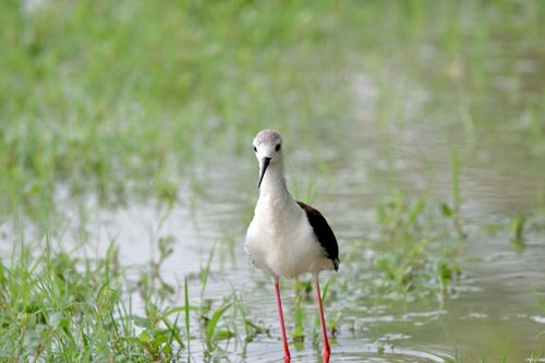 Free Black-winged Stilt bird captured wading gracefully in a lush wetland marsh environment. Stock Photo