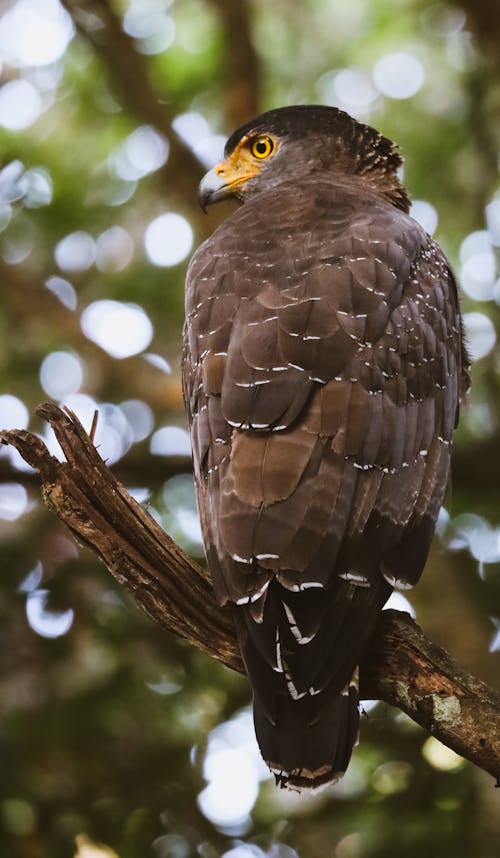 Close-Up Shot of a Crested Serpent Eagle 