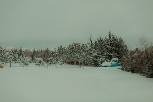 冬季, 冷, 樹木 的 免費圖庫相片