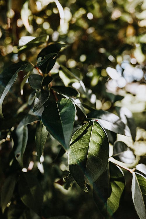 Green Leaves of a Plant in Close-up Photography