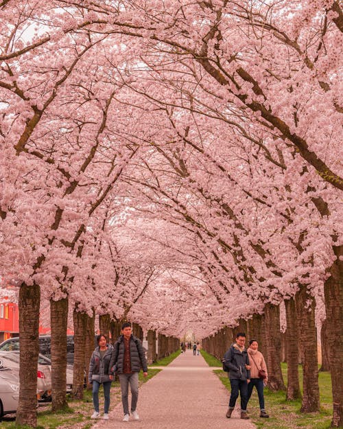 Free Cherry Blossoms over Alley in Spring Stock Photo