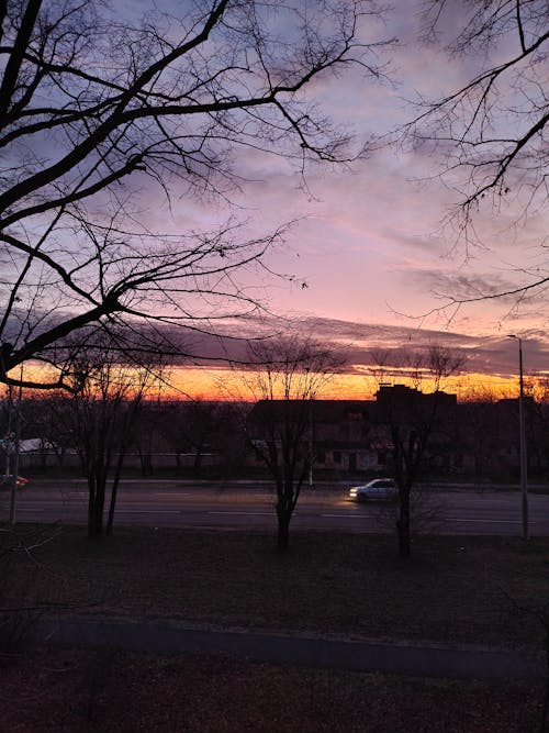 Kostenloses Stock Foto zu abend, bäume, himmel