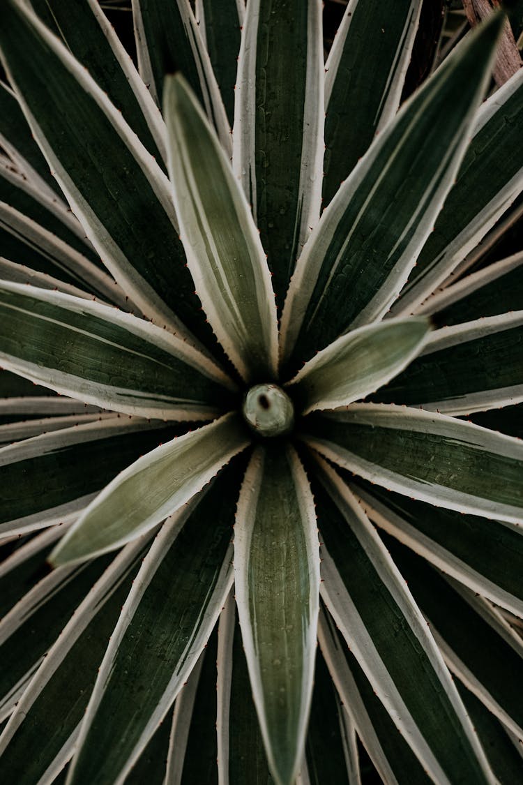 Top View Of Eucalyptus