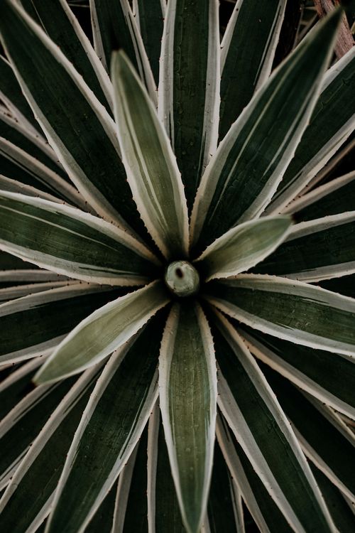 Free A striking aerial view of a lush green agave plant with variegated leaves. Stock Photo