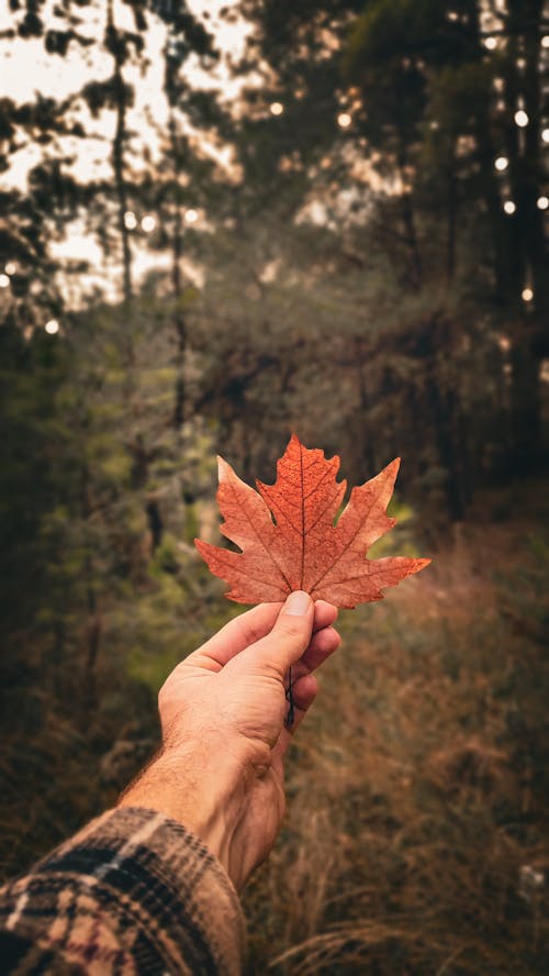 A Person Holding a Dried Maple Leaf