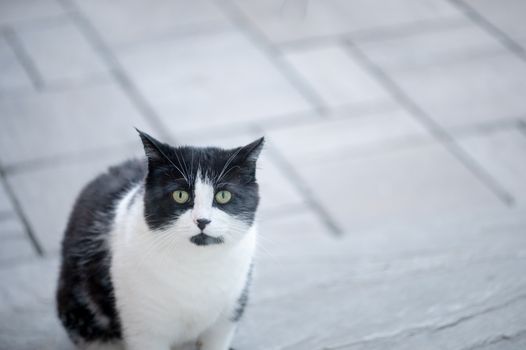 Close-up of a black and white cat sitting on outdoor pavement. Ideal for pet-themed projects.