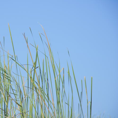 Grass Blades against the Sky 