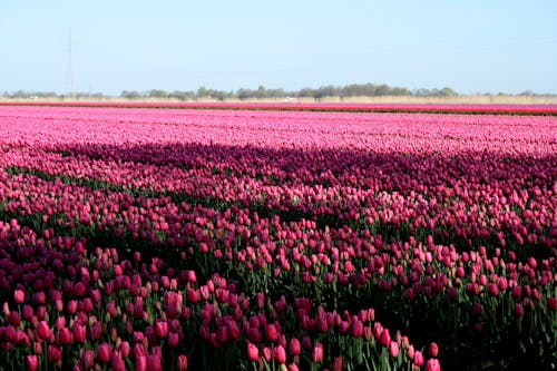 Free Pink tulips Stock Photo