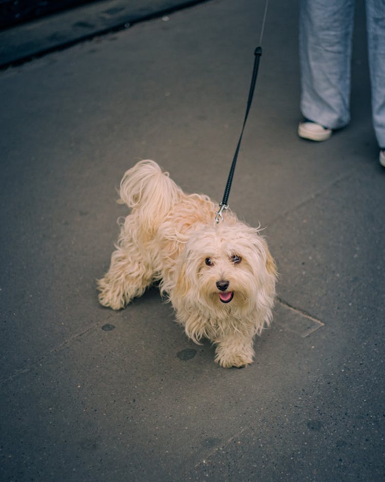 Dog On A Sidewalk 