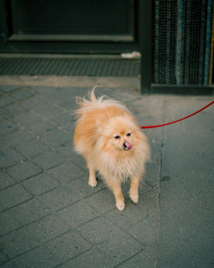 Dog Walking On A Leash 