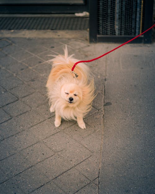 Foto stok gratis anjing, binatang, halus