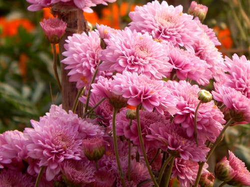 Free Close-Up Photo of Pink Flowers Stock Photo