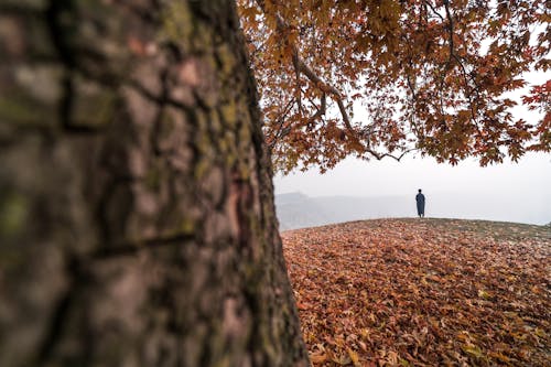 Person Standing on Hill in Autumn