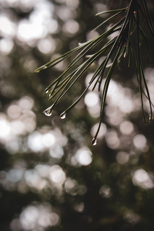 Raindrops on Needles 