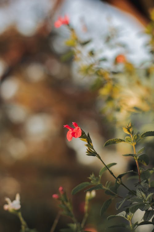 Pink Flowers on a Shrub 