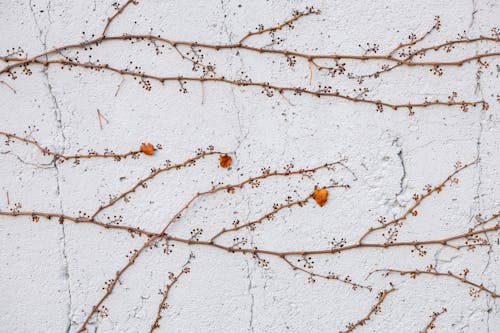 Branches on White Wall