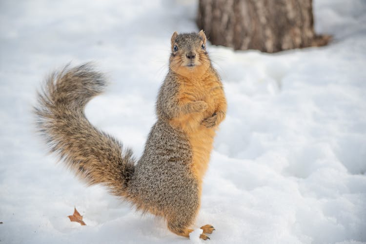 Squirrel In Snow