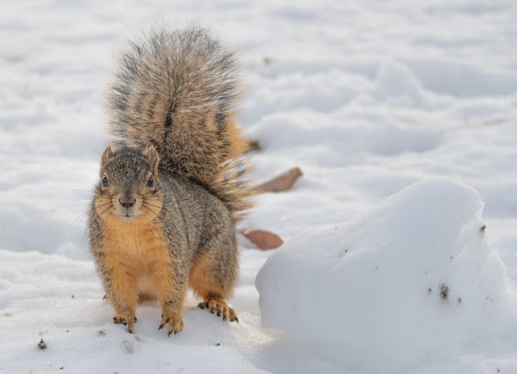 Squirrel In Winter