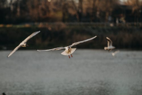 Flock of Birds Flying Over Water