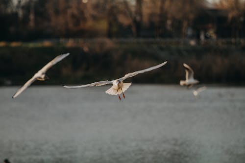 Fotobanka s bezplatnými fotkami na tému birds_flying, čajky, divočina