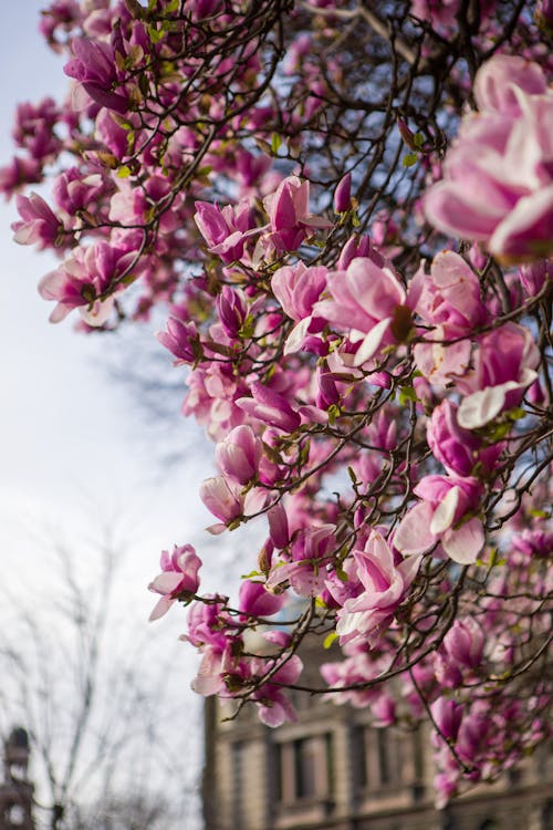 Gratis stockfoto met bloeiend, bloeiende boom, bloemblaadjes