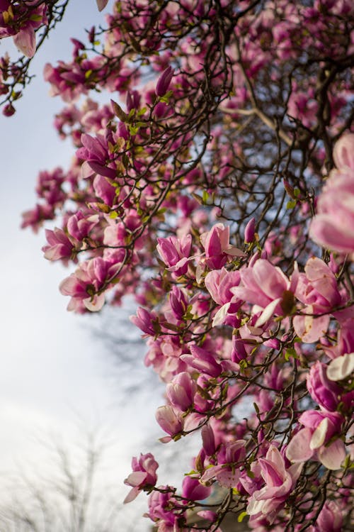 Gratis stockfoto met bloei, bloeiende boom, bloemblaadjes